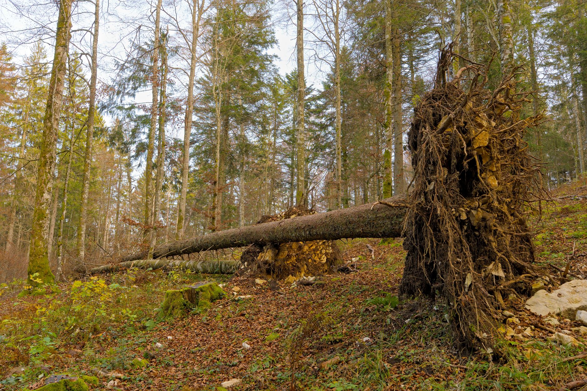 Enlèvement arbre urgence à Le Lamentin